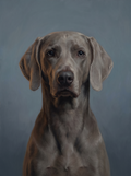 A dog in the Forever Dusk memorial style: low dusk light on a muted blue-grey background