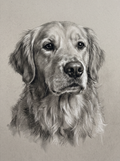 A dog in the Studio Charcoal portrait style: charcoal and graphite on warm grey paper