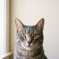 Example of a good pet photo: the cat faces the camera, both ears in frame, daylight from a window